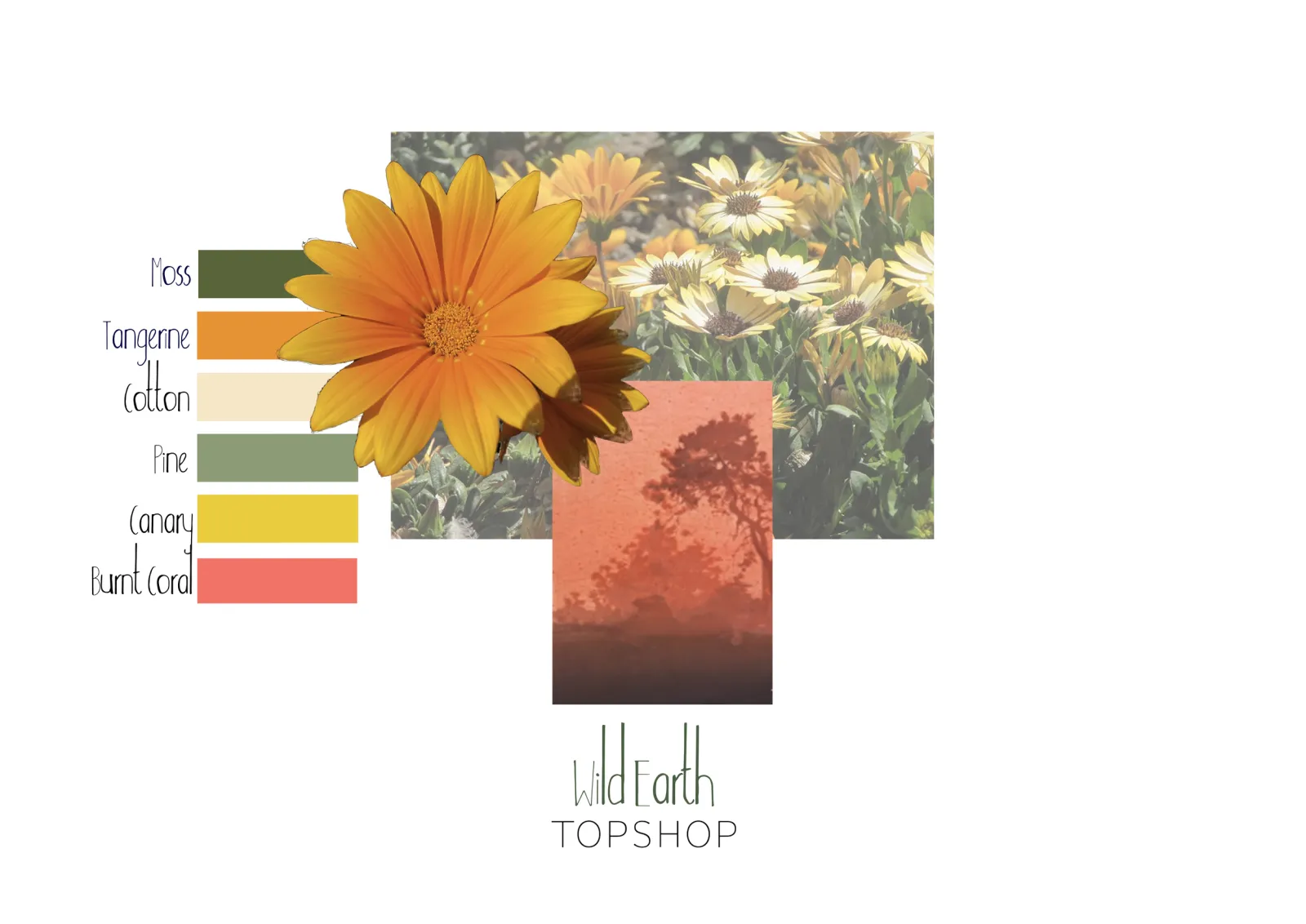 Topshop Brief image 2